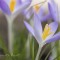 Frühlingserwachen im Garten