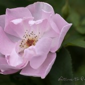 Rosenbilder, zum Verlieben