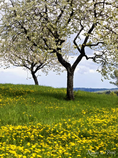 Fototapete und Leinwandbild mit blühendem Kirschbaum in Löwenzahnwiese