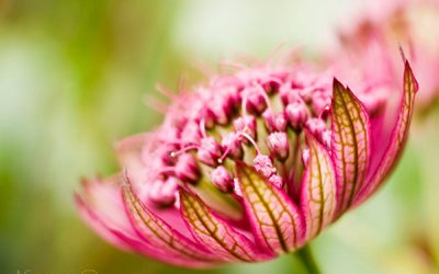 Blumenmakro Sterndolde überrascht.