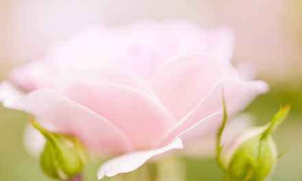 Rose Bonica blüht so süß wie Zuckerwatte