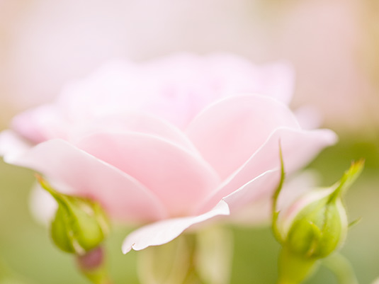 Rose Bonica blüht so süß wie Zuckerwatte