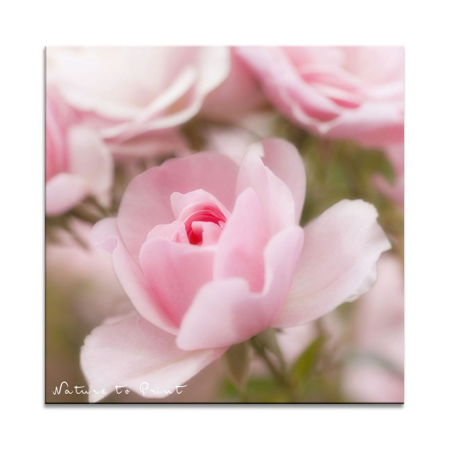 Romantische Rose Bonica
