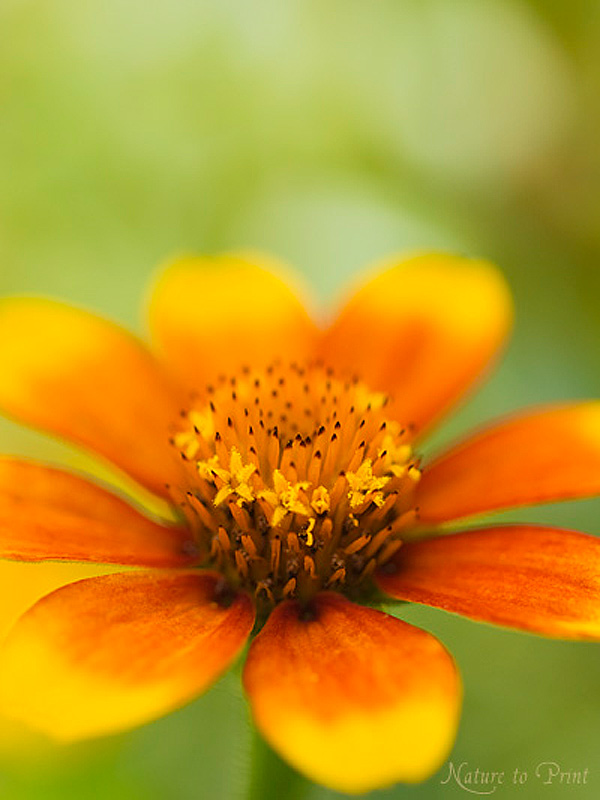 Blumenbild auf Leinwand Zinnien, verkannte Schönheiten aus Mexiko