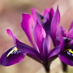 Zwerg-Iris im Garten blühen stets plötzlich und unerwartet