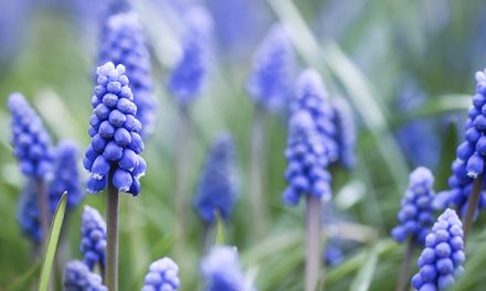 Blaue Blumenbilder zum lyrischen Vers: Frühling lässt sein blaues Band