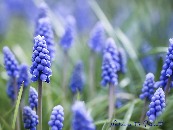 Blaue Blumenbilder zum lyrischen Vers: Frühling lässt sein blaues Band