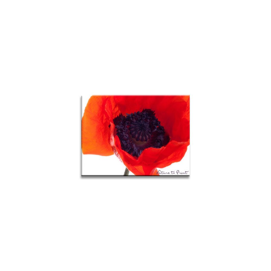 Türkischer Mohn aus der Serie rote Blumenbilder