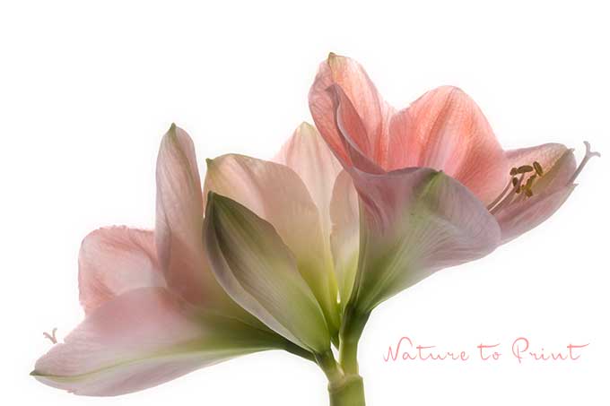 Rosa Rittersterne auf 8 freigestellten Blumenbild-Makros