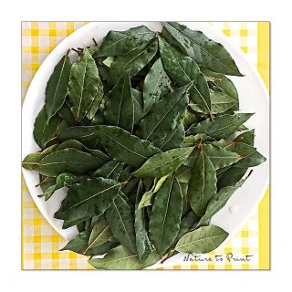 Echter Lorbeer darf draußen bleiben
Alle Kübelpflanzen müssen jetzt ins Winterquartier? Nein! Echter Lorbeer darf und soll draußen bleiben. Er hält gut bis -7°C aus - auch im Kübel.
Steht echter Gewürzlorbeer zu warm bekommt er schnell Schildläuse. Also lieber einen etwas geschützten Platz für ihn suchen und einfach draußen lassen.
Mein Lorbeer steht auf Rollen vor der Haustüre und sollte es tatsächlich kälter als -7°C werden, rolle ich ihn schnell in die Diele. Sobald es wieder wärmer wird, schiebe ich ihn einfach wieder raus.
Wichtig ist, Lorbeer auch im Winter hin und wieder zu gießen.
Ich ernte Lorbeerblätter das ganze Jahr über nur nach Bedarf. Aber Nachbarn und Freunde schenke ich gerne ein paar Lorbeerzweige. Die fallen nach dem Schnitt ohnehin an.
ACHTUNG: Echter Gewürzlorbeer (Laurus nobilis) bitte nicht mit Kirschlorbeer (Prunus laurocerasus) verwechseln. Kirschlorbeer ist in allen Teilen giftig.
Im Blog: Echter Lorbeer, Einfache Pflege, reiche Ernte.
https://www.wo-blumenbilder-wachsen.de/echter-lorbeer-einfache-pflege-reiche-ernte/
Kurz: http://www.insbeet.de/Lorbeer
#lorbeer #kübelpflanze #gewürze #spicebar #suppe #gewürz #gartenblog #laurus #herbs #ausliebezumessen #selbstgekocht #garten #balkon #küchenkraut #gartengestaltung #vegetarisch #gesundundlecker #instaessen #kräuter #kräutergarten #helden #gehölze #pflanzen #pflanzenliebe #plants #gartenwissen #gartentipps #lebenmitblumen #livingwithplants #omsystemde