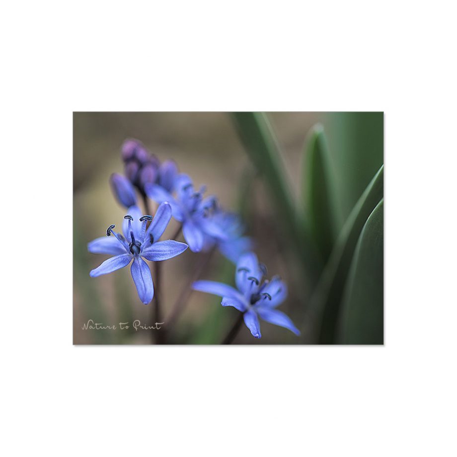 Blaue Frühlingsblumen: Skilla im Unterholz