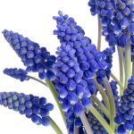 Erleben Sie Ihr blaues Frühlingswunder mit Traubenhyazinthen