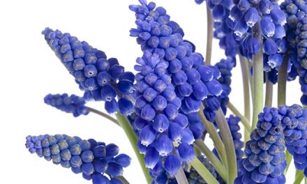 Erleben Sie Ihr blaues Frühlingswunder mit Traubenhyazinthen