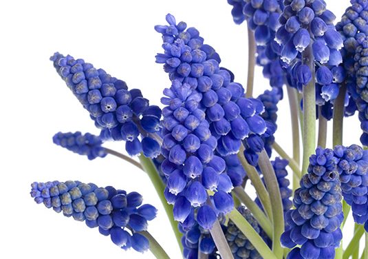 Erleben Sie Ihr blaues Frühlingswunder mit Traubenhyazinthen