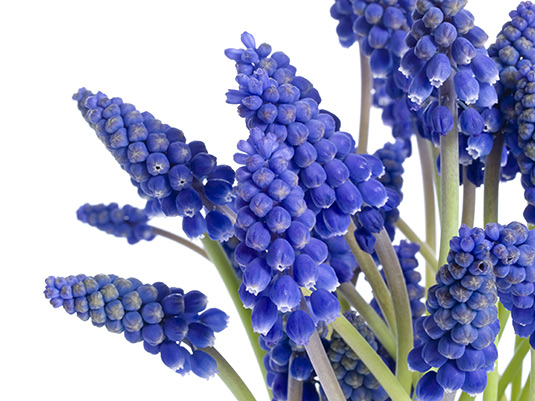 Erleben Sie Ihr blaues Frühlingswunder mit Traubenhyazinthen