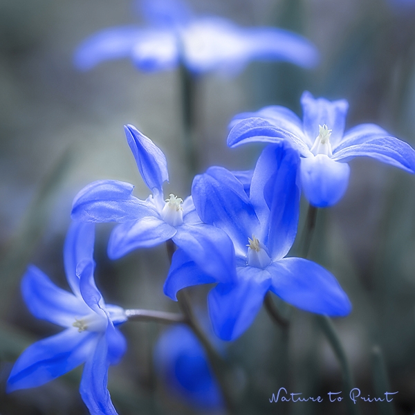 Natürlich schöner Wohnen: Blaue Frühlingsblumen