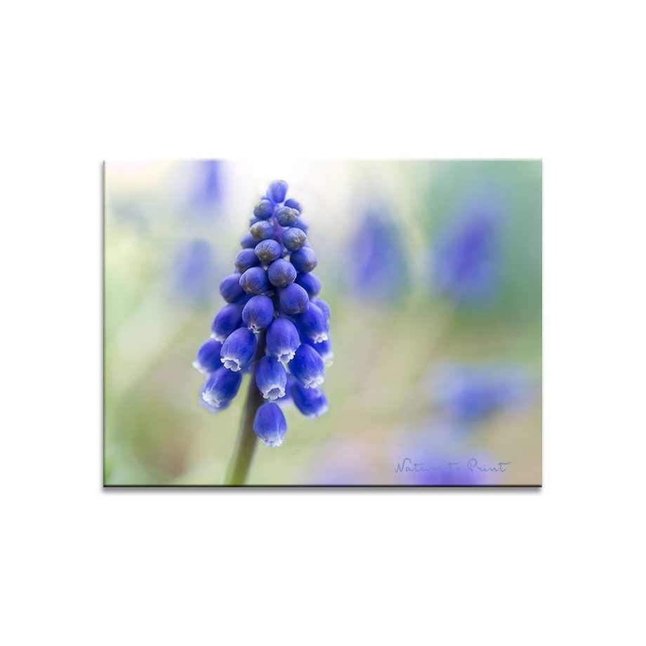 Muscari, das Blaue Band mit Traubenhyazinthen