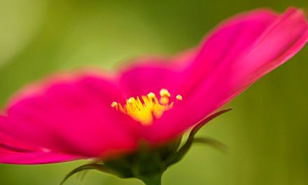 Cosmea, romantische Blüten für alle