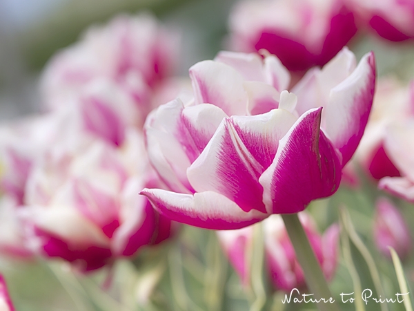 Neue Frühlingsbilder werden im Herbst geplant | Frühlingsbild Tulpe Carneval
