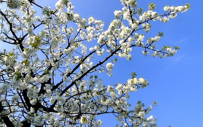 Buchcover Kirschbaum zeigt Gesundheitsbewussten den Weg.