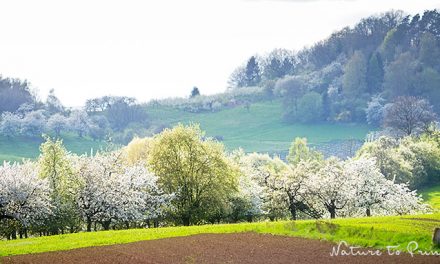 Landschaftsbild Franken zur Kirschblüte