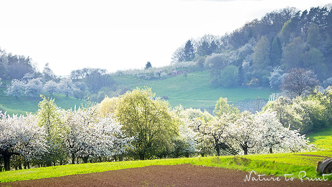Landschaftsbild Franken zur Kirschblüte