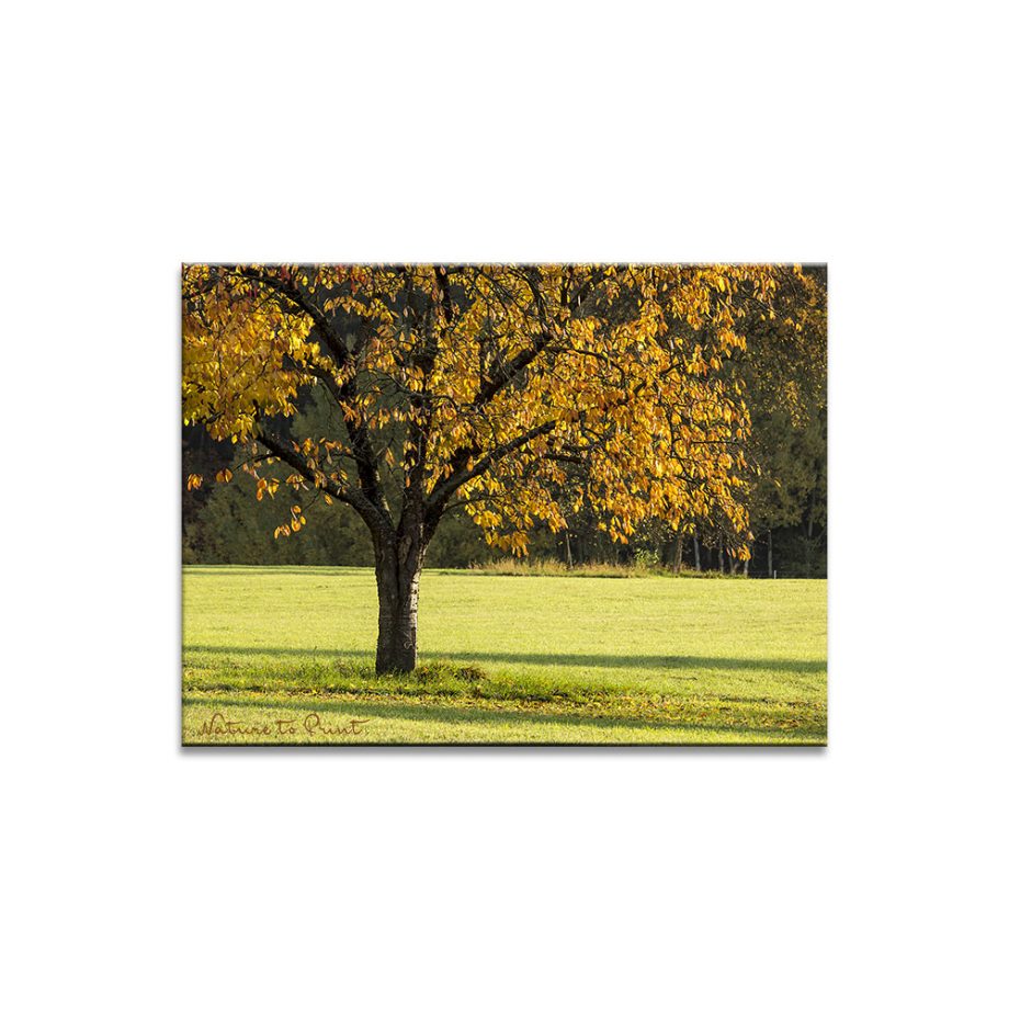 Kirschbaum im Herbstkleid
