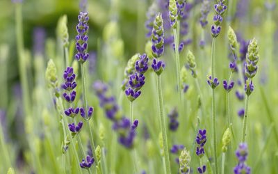 Fototapete Lavendel und gelbe Rosen