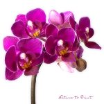 Blumenkissen Orchidee. Alltagstauglich, hübsch und pflegeleicht.