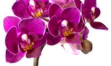 Blumenkissen Orchidee. Alltagstauglich, hübsch und pflegeleicht.