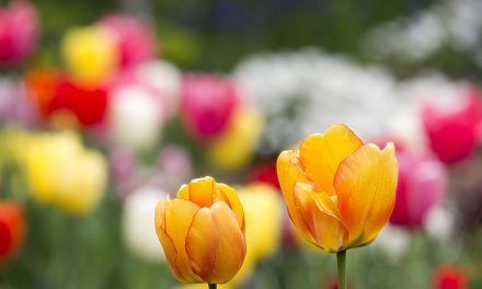 Frühling jetzt! 6 Wege aus dem Winterblues