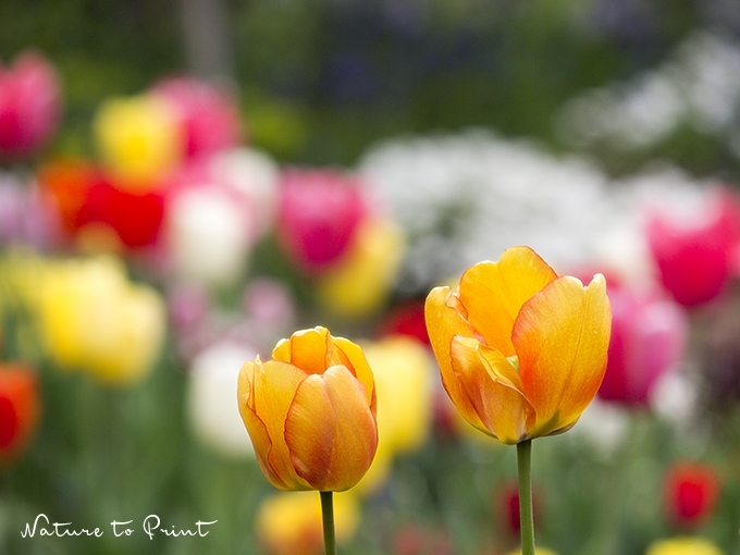 Frühlingsbild Bunte Tulpen vertreiben Winterblues