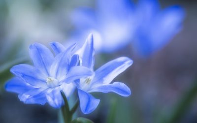 Frühling selbstgemacht: Blaue Frühlingsblumen im Blumenbild