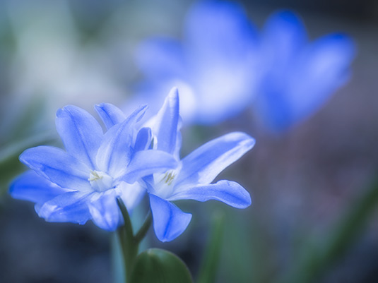 Frühling selbstgemacht: Blaue Frühlingsblumen im Blumenbild