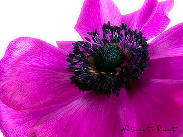 Blumenbild Anemone, großer Auftritt einer Frühlingsblume.