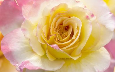Rosarote Blumenbilder für bekennende Romantiker