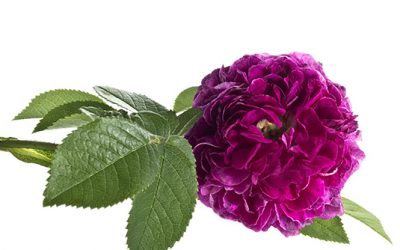 Französische Rosen machen Eindruck