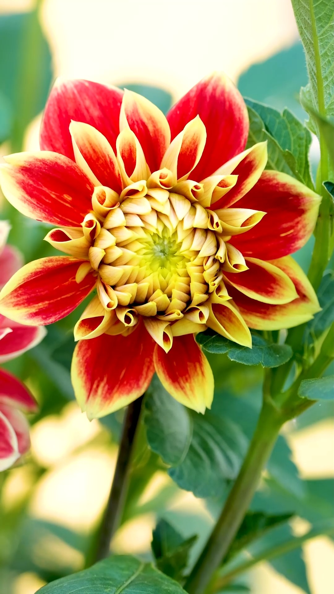 Dahlien sicher und einfach überwintern
Wer seine Dahlien liebt, überwintert ihre Knollen. Das Überwintern von Dahlienknollen ist einfach und sollte in jedem kühlen, dunklen Raum, der nicht zu feucht, aber auch nicht zu trocken ist, gelingen. Ideal ist ein Heizungsraum mit Zwangsbelüftung.
1. Sobald die erste strenge Frostnacht eine Dahlie schwarz werden ließ und das Kraut unrettbar zerstörte, graben Sie vorsichtig die Knolle aus. Verwenden Sie dazu am besten eine Grabegabel und keinen Spaten.
2. Schneiden Sie etwa 15-20 cm oberhalb der Knolle den Stiel ab.
3. Lassen Sie die Dahlien-Knolle noch ein paar Tage an einer trockenen Stelle draußen abtrocknen.
4. Legen Sie die Knolle anschließend in eine Holzkiste, Euro-Kiste mit Gittern, in einen luftigen Karton, Bananenkiste oder in einen leeren Pflanzkübel.
5. Stellen Sie die Knolle in ihrem Behältnis in ein dunkles, kühles Winterquartier.
6. Kontrollieren Sie von Zeit zu Zeit die Knolle. Hat sich Schimmel gebildet, entsorgen Sie die Knolle. Schrumpelt die Knolle dagegen, besprühen Sie sie mit Wasser.
7. März / April ist Zeit zum Umtopfen in frisches Substrat.
8. Stellen Sie den Topf mit der Dahlie wärmer, an eine geschützte, absonnige, aber frostfreie Stelle. Das kann auch schon draußen sein.
9. Sobald sich die ersten Triebe zeigen, muss die Dahlie ans Licht.
Alles Weitere über das Antreiben von Dahlien, ihre Pflege in Kübelkultur und im Beet, Standort, sowie über Dahlienkrankheiten, Schädlinge und ihre Bekämpfung im Blog.
https://www.wo-blumenbilder-wachsen.de/dahlien-pflegen-topf-und-garten/
Kurz: https://www.insbeet.de/Dahlien
Weitere Gartentipps: @mynaturetoprint folgen und Post speichern. Vielen Dank.
#Dahlien #Herbst #Winterquartier #überwintern #Garten #Gartenblog #Gartenwissen#Pflanzenwissen #Pflanzenliebe #omsystemde