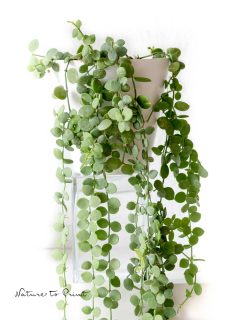 Geliebte Zimmerpflanze Dischidia einfach vermehren
Dischidia, die Urnenpflanze ist attraktiv, kann klettern oder sie lässt ihre ihre Ranken einfach elegant fallen. Kurz, sie ist ein Star im Urban Jungle und daher begehrt, wie nie. Meine Dischidia wächst und gedeiht seit gut 6 Jahren im Büro, etwa 1 Meter abseits eines Südfensters. Direkte Sonne mag sie nicht, viel Licht braucht sie dennoch. Dischidia ist pflegeleicht und produziert bewurzelte "Kinder" quasi am laufenden Band. Was für ein Glück.
Im Blog: Dischidia richtig pflegen und vermehren
https://www.blumenbilder.org/dischidia-pflegen-vermehren/
http://www.insbeet.de/Dischidia
#dischidia #kletterpflanze #ampelpflanze #urbanjungle #livingwithplants #plantstagram #plantscout #indoorjungle #greeninterior #plantlovers #plantsplantsplants #hangingplants #plantinterior #jungalow #greenplants #topfpflanze #pottedplants #urbanjunglebloggers #verticalgarden #plants #pflanzenliebe #iloveplants #zimmerpflanzen #lebenmitblumen #blumen #succulents #indoorgarden #zimmergarten #indoorplants #pflanzen