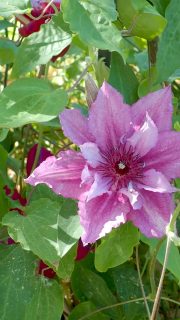Clematis schneiden: wann, welche und warum?

Ab November / Dezember werden Clematis der SCHNITTGRUPPE 2 geschnitten. Dabei werden alle Triebe etwa um die Hälfte gekürzt.

Clematis der SCHNITTGRUPPE 3 werden bodentief abgeschnitten. Zu dieser Gruppe gehören Clematis-Hybriden wie C. Jackmanii, C. viticella, Wildarten und Staudenclematis.

Die Pflanzen verjüngen sich durch den Schnitt und bauen sich im Frühling neu und kräftig auf.

Achtung: Clematis der SCHNITTGRUPPE 1 NICHT schneiden. Sie bleiben so, wie sie sind. Nur was stört, kann weg - aber das erst nach ihrer (frühen) Blüte im Mai.

Noch bis Februar / Anfang März ist Zeit für den Schnitt der Clematis

Bleibt die Frage, zu welcher Schnittgruppe Ihre Clematis gehört? Das steht immer auf dem Pflanzenetikett. Die Zettel sollten daher sicher verwahrt werden, sonst verliert man rasch den Überblick.

Überblick über die verschiedenen Clematis-Sorten und ihren Schnitt:

Clematis schneiden. Wann, welche und warum.
https://www.wo-blumenbilder-wachsen.de/clematis-schneiden/

Kurz: http://www.insbeet.de/ClematisSchneiden

Meine schönsten Clematis
https://www.insbeet.de/clematisbilder

#clematis #naturgarten #stauden #gartentipps #gartenwissen #gartentipp #schneiden #waldreben #kletterpflanzen #grünerdaumen #gartensaison #pflanzentipps #gartenblogger #pflanzenliebe #gartenfragen #gartenpflege #instagarten #rückschnitt #garten #omsystemde #meingarten #lebenmitblumen #climbers