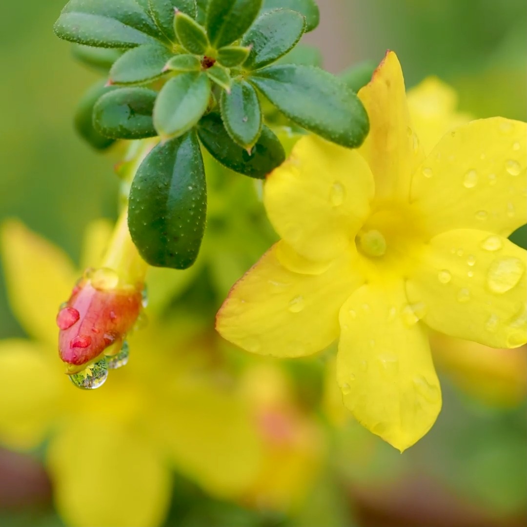 Mut zu Gelb!

GELB statt GRAU! Das gilt nicht nur im Winter und bei Schmuddelwetter, sondern das ganze Jahr. Gelb zieht alle Insekten an. Gelbe Blüten machen alle froh. Die Farbe Gelb trägt zu unserem Wohlbefinden bei, macht munter und hoffnungsfroh. Jede Menge Gründe, möglichst viele gelbe Blumen zu pflanzen. Nur Mut!

Gelb kann so wundervoll sein und bereichert vom Vorfrühling bis in den Spätherbst. Sogar im Winter hält Mutter Natur noch gelbe Blüten für hungrige Bienen und Hummeln bereit.

Im Blog: 30 gelbe Blumen und ihre Partner

https://www.mein-blumenbild-des-tages.de/gelbe-blumen-gluecklichmacher/

Kurz: https://www.insbeet.de/gelbeblumen

#gelb #garten #gartengestaltung #stauden #garteninspiration #blütenzauber #pflanzen #blumen #sonne #gartentipps #blüten #frühling #gartenideen #sommer #ziergarten #sonnenschein #gartenplanung #bienen #gartentipp #blumenliebe #biene #narzissen #blumengarten #farben #farbgestaltung #trendfarbe #psychologie #glück #leben #lebenmitblumen