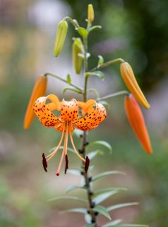 Sommerknollen setzen. Welche, wann & wie.

Begonien und das Indische Blumenrohr Canna haben eine sehr lange Entwicklungszeit und werden schon ab Februar im Haus vorgezogen.

Lilien trocknen schnell aus und ihre Zwiebeln muss man daher möglichst frisch setzen. Also dann, wenn der Lilienzüchter die Zwiebeln versendet. Meist zwischen September und März. Ausnahme die Madonnenlilie. Sie will schon im August ins Beet.

Wer Knollen von Dahlien und Wunderblumen vorziehen will, setzt sie ab April in Töpfe und pflanzt sie dann nach den Eisheiligen. Vorteil: Junge Dahlien sind so besser vor Schnecken geschützt.

Gladiolen, Sterngladiolen & Montbretien dürfen erst ab Mai ins Beet. In milden Regionen überstehen Montbretien auch den Winter draußen im Beet. Sicher ist das aber nicht.

Im Blog: Blumenzwiebeln & Knollen für den Sommer pflanzen. Tipps & Tricks
https://www.wo-blumenbilder-wachsen.de/sommerbluehende-blumenzwiebeln/

Kurz: https://www.insbeet.de/Sommerknollen

#blumenzwiebeln #knollen #rhizome #calla #dahlien #blumenmachenglücklich #blumengarten #gartentipps #dahlia #pflanzenliebe #gärtnernmachtglücklich #pflanze #gartenpflanzen #pflanzenpflege #blütenpracht #blüten #pflanzenwelt #gartenideen #garteninspiration #zwiebelblumen #gartenwissen #gartengestaltung #gärtnern #meingarten #gartenliebe #gartenjahr #landhausgarten #gartenglück #gartenblog #schönergarten