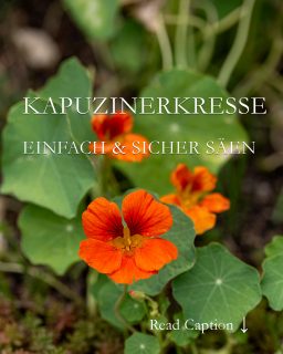 Jetzt Kapuzinerkresse säen
Kapuzinerkresse, bot. Tropaeolum, ist eine beliebte und überaus dankbare Sommerblume. Die Naturmedizin verwendet sie als Heilpflanze, Gärtner freuen sich über ihre Wirkung auf Läuse und Ameisen, Feinschmecker lieben ihren würzigen Geschmack und alle zusammen freuen sich auf farbenfrohe Blütenpracht von Mai bis zum Frost. Lauter gute Gründe, Kapuzinerkresse zu säen
+ Ausaat ab April in Töpfen
+ Samen über Nacht einweichen erspart 1 Woche Keimzeit
+ Aussaattemperatur 15-18 Grad
+ Schattig stellen
+ Feucht halten, nicht nass
+ Nach 2-3 Wochen erscheinen die ersten markanten Blättchen
+ Anfangs vor Sonne schützen
+ Entspitzen / pinzieren, dann wächst die Pflanze buschiger
+ Abhärten
+ Auspflanzen nach den Eisheiligen, nicht früher!
Standort: Sonnig bis halbschattig
Pflege: Verblühtes abschneiden oder jungen Samen laufend ernten zum Einlegen (Falsche Kapern) oder Trocknen.
Weitere Tipps und Tricks im Blog: Kapuzinerkresse, schön, scharf, gesund und überaus nützlich
https://www.wo-blumenbilder-wachsen.de/kapuzinerkresse-tropaeolum/
Kurzlink: https://www.insbeet.de/Kapuziner
#heilkräuter #gesund #lecker #gewürz #kräuter #sommerblumen #blumengarten #lebenmitblumen #salat #kräuterliebe #rezept #heilpflanzen #blumenmachenglücklich #rezepte #essen #kräutergarten #kochen #vegetarisch #leckerschmecker #gartentipps #gartenwissen #gartenblog #omsystemde #gewürze #eigeneernte #balkonpflanzen #gartenfragen #rezeptideen #kleingarten