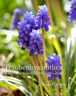 Traubenhyazinthen. Kontrollieren oder einfach lassen?
Armenische Traubenhyazinthen verwildern gerne und nehmen dabei keinerlei Rücksicht auf ihre Nachbarn. Sie vermehren sich ungehemmt über Samen und Tochterzwiebeln. Wer sie bei ihrem Verbreitungsdrang bremsen will, darf nicht zimperlich sein.
+ Graben Sie direkt nach der Blüte ALLE Muscari aus dem Boden. Zumindest so viele wie Sie schaffen.
+ Entsorgen Sie Brutzwiebeln, aber bitte NICHT auf dem Kompost. Von dort aus würden sich die Geophyten (Zwiebelgewächse) noch schneller im Garten verteilen. Sie wollen das nicht!
+ Lagern Sie nur die dicksten Zwiebeln den Sommer über dunkel, luftig und warm
+ Setzen Sie die Zwiebeln erst im Spätherbst oder Winter. Je später, desto besser.
+ Düngen Sie NICHT. Dünger fördert den Blattwuchs, nicht die Blüten.
+ Im Beet verbliebene Muscari treiben bereits im August wieder aus. Schneiden Sie die Blätter möglichst noch im Spätherbst ab. Sie sehen bis zum Frühling ohnehin nicht mehr schön aus und verdecken später sogar die Blüten.
Zugegeben: Das Ausgraben der Pflanzen ist mühsamer als das Stecken der Zwiebeln. Es bleiben trotzdem immer genügend Tochterzwiebeln im Boden zurück und sorgen im nächsten Jahr erneut für ein blaues Band, so wie einst Mörike in „Frühling lässt sein blaues Band“ geschrieben hat.
Das ist ja auch schön … doch Traubenhyazinthen sind echte Invasoren und werden schnell zur Pest. Das gilt nicht alle Sorten, wohl aber Muscari armeniacum. Ausgerechnet diese werden überall im Herbst verkauft. Im Discounter, Baumarkt, Supermarkt und anders wo: 10 Stück für 99 Cent. Seien Sie eindringlich gewarnt.
Welche Muscari werden nicht lästig?
• Muscari latifolium, die Breitblättrige Traubenhyazinthe verwildert gerne, aber ohne dabei lästig zu werden.
• Muscari botryoides ‚Album‘ oder ‚Superstar‘ sind zierlicher und ihr Laub erscheint auch erst im Frühling.
Erfahren Sie mehr über Traubenhyazinthen und wie man sie wieder loswird im Gartenblog. Dabei auch schöne Pflanzpartner, Standort, Kübelkultur etc. pp.
https://www.wo-blumenbilder-wachsen.de/wuchernde-traubenhyazinthen/
#Muscari #Traubenhyazinthen #Frühling #Frühblüher #Frühlingsblumen #Blaue Blumen #Zwiebelblumen