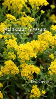 Steinkraut Alyssum
Polsterstaude für extreme Standorte

Steinkraut, bot. Alyssum braucht Luft und Liebe und sonst nichts. Die robuste Polsterstaude verträgt Hitze und lang anhaltende Trockenheit und braucht dafür nur den richtigen Standort. Am besten karger, kalkhaltiger, sandiger, kiesiger, durchlässiger Boden in praller Sonne. Ist das gegeben blüht Steinkraut im April.

Ist Steinkraut eine Bienenpflanze?
Ja, Steinkraut hat gelbe Kreuzblüten, auf die Bienen gerne fliegen. Sie werden mit Pollen und Nektar belohnt.

Wie pflegen?
Schneiden Sie Alyssum nach der Blüte stark zurück und düngen Sie anschließen einmal mit einer kleinen Dosis flüssigen Blumendünger.

Wie vermehren?
Wenn Sie die Staude nicht zurückschneiden sät sich die Polsterstaude zuverlässig selber aus. Sie erkennen die Sämlinge an ihren graugrünen schmalen Blättern. Aber Vorsicht: Steinkraut siedelt sich auch gerne in Mauerspalten und Pflasterfugen an.

Steinkraut blüht im Spätsommer ein zweites Mal. Schneiden Sie es dazu direkt nach der Blüte stark zurück und düngen einmal mit flüssigen Blumendünger. 

In der Staudengärtnerei gibt es verschiedenen Steinkräuter / Alyssum. Bekannte und gartenwürdige Sorten heißen beispielsweise Berggold, Berg-Steinkraut, Schwefelgelbe Steinkresse, oder Felsen-Steinkraut, wie hier im Video
 
Im Gartenblog: Steinkraut pflanzen, pflegen, Pflanzpartner und mehr 

https://www.wo-blumenbilder-wachsen.de/steinkraut-alyssum-polsterstaude/

Kurz: https://www.insbeet.de/Steinkraut

#gartentipps #gartenwissen #gärtnern #stauden #staudengarten #polsterstauden #garten #lebenmitblumen #pflanzen #pflanzenliebe #blumen #naturgarten #blumengarten #mauerblümchen #gartenliebe #gartenglück #gartengestaltung #pflanzenfreude
