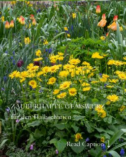 Gemswurz, Frühlingsmargerite oder bot. Doronicum, ist eine früh blühende Staude mit leuchtend gelben Korbblüten. Sie zieht alle Blicke auf sich, insbesondere wenn sie mit blau, rot oder violett blühenden Frühlingsblumen kombiniert wird. Dazu zählen insbesondere Buschwindröschen, Traubenhyazinthen oder Tulpen.

Standort: Halbschatten, Lehmboden, guter normaler Gartenboden, kalkhaltig, ohne Staunässe

Je sonniger der Standort, desto wichtiger ist Feuchtigkeit

Warum pflanzen?
+Gemswurz liefert schon ab April Nektar und Pollen für Bienen und andere Insekten.
+Sie hat eine lange Blütezeit. 
+Die Staude kann jahrelang am gleichen Standort bleiben. Erst wenn sie blühfaul wird sollte man sie im Herbst teilen und an eine neue Stelle mit frischer Erde setzen.

Gemswurz pflegen:
+ Streuen Sie im März einen org. Volldünger oder Kompost.
+ Gießen Sie bei Trockenheit.
+ Schneiden Sie die Staude im Herbst bodennah zurück.
+ Schneiden Sie Verblühtes zeitnah ab. Sie verlängern dadurch die Blütezeit und verhindern gleichzeitig die Selbstaussaat.

Schädlinge?
Schnecken bilden beim Austrieb der Staude eine Gefahr. 

Krankheiten?
Keine

Mehr über die zauberhafte Gemswurz, Aussaat, Tipps & Tricks im Gartenblog
https://www.wo-blumenbilder-wachsen.de/gemswurz-gaemswurz-Doronicum/
Kurz: https://www.insbeet.de/gemswurz

#Stauden #frühlingsblumen #pflanzenwissen #gartenwissen #gartentipps #insektenpflanzen #frühlingsboten #bienenweide #aussaat #Staudengarten #Blumen #omsystemde