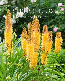 Steppenkerzen, imposante Solitäre im Blumengarten

Steppenkerzen, bot. Eremurus, im Volksmund auch Kleopatranadel, Wüstenschweif oder Lilienschweif genannt, sind Liliengewächse. Ihre Blütenschweife ragen bis zu 250 cm in die Höhe und blühen von unten nach oben ab. Steppenkerzen blühen wochenlang und sind wahre Bienen- und Hummelmagneten.

+ Blütezeit: von Mai bis Juni
+ Standort: volle Sonne
+ Boden: durchlässiger nahrhafter Boden ohne Staunässe
+ Düngen: Kompost oder Bio-Staudendünger im Frühling, zusätzlich Flüssigdünger alle 14 Tage ab April bis Ende der Blüte.
+ Gießen bei Trockenheit
+ Schneiden Sie den verblühten Blumenstiel ab, um die Mutterpflanze nicht zu schwächen.
+ Kleine Steppenkerzen bis etwa 170 cm Wuchshöhe sind erstaunlich standfest, selbst am Hang. Sie brauchen keine Stäbe.

Besonderheit:

Das Laub der Steppenkerze welkt sehr schnell. Pflanzen Sie sie in den Hintergrund oder zwischen kaschierenden Stauden wie Taglilien oder hohen und wuchtigen Storchschnäbel.

+ Pflanzzeit: ab August bis Oktober
+ Setzen Sie die Rhizome, die wie Seesterne aussehen, auf ein 20 cm dickes Drainagebett aus Sand
+ Füllen Sie auf mit einer weiteren Schicht Sand und decken alles mit Pflanzerde ab.
+ Pflanzabstand von Rhizom zu Rhizom 30 - 50 cm
* Markieren Sie die Stelle, um die Rhizome nicht versehentlich zu verletzten.
+ Halten Sie Abstand zu anderen Stauden. Steppenkerzen wollen nicht bedrängt werden.

Im Blog: Steppenkerzen pflanzen, pflegen, vermehren & Pflanzpartner + Video
https://www.wo-blumenbilder-wachsen.de/steppenkerzen/

Kurz: http://www.insbeet.de/Steppenkerzen

#steppenkerzen #eremurus #solitär #pflanzenliebe #pflanzen #blumen #blumengarten #lebenmitblumen #garten #gartenliebe #gärtnern #zwiebelblumen #gartengestaltung #gartenwissen #gartentipps #gartenfragen