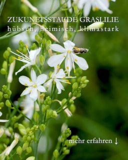 Zukunftsstaude Graslilie 
hübsch, heimisch, klimastark

Die Graslilie, bot. Anthericum ist eine heimische Wildstaude für extrem sonnige, heiße Standorte mit mageren, durchlässigen, sandigen oder steinigen Böden. Wo andere Pflanzen scheitern, zeigt die Graslilie Stärke und ab Juni wunderhübsche Sternblüten, die an Lilien erinnern. Daher der Name.
Graslilien haben extrem lange, robuste Wurzeln, mit denen sie Wasser in tieferen Erdschichten anzapfen und so auch lange Trockenzeiten überdauern.

Standort: volle Sonne
Boden: durchlässig, sandig, kiesig, nährstoffarm
Wuchshöhe: 
•	Ästige Graslilie, Anthericum ramosum 30-60 cm
•	Ährige Graslilie, Anthericum liliago 40-70 cm
Blütezeit: Juni bis August
Pflege
•	Keine Pflege 
•	Kein Dünger
•	Im Frühjahr altes Laub entfernen, das klappt auch ohne Schere.
•	Gießen nicht nötig
Vermehren 
•	Durch Selbstaussaat, oder:
•	Verblühte reife Blütenstängel auf Beets legen, Stelle markieren, Sämlinge erscheinen im nächsten Frühling.
•	Teilen des Wurzelstocks im Herbst oder im Frühling
Schneiden
•	Schneiden nicht nötig. 
•	Verblühtes nur abschneiden, wenn man Selbstaussaat verhindern möchte. 
•	Vögel holen sich die Samen.
Krankheiten
Am richtigen Standort wird die Wildstaude weder krank, noch von Schnecken heimgesucht.
Außerdem
Graslilien sind insektenfreundlich, insbesondere für Schwebfliegen und Bienen. 
Pflanzpartner:
•	Kalifornischer Goldmohn
•	Taglilien
•	Lavendel
•	Fetthenne / Sedum / Mauerpfeffer in allen Variationen und Wuchshöhen
•	Spornblumen
•	Steinquendel aka Bergminze

Alles Weitere und viele Fotos im Blog:
Die Graslilie, Zukunftspflanze, die es heiß, sonnig & trocken mag
https://www.wo-blumenbilder-wachsen.de/graslilie-wildstaude-sonnig-trocken/

Kurzlink: https://www.insbeet.de/Graslilie

#Stauden #Klimawandel #Gartenwissen #Wildstauden #Bienenpflanzen #insektenfreundlich #Gartentipps #Lumixphotografie #lebenmitblumen