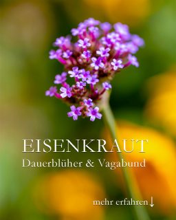 Patagonisches Eisenkraut, Bienen & Schmetterlingspflanze

Patagonisches Eisenkraut, bot. Verbena bonariensis, ist ein Dauerblüher für sonnige bis halbschattige Standorte. Die krautige Pflanze ist eine (kurzlebige) Staude, ein Vagabund im Garten, der sich seinen Standort jedes Jahr durch Selbstaussaat neu aussucht. Patagonisches Eisenkraut ist nur bedingt winterhart.

+ Blütezeit: ab Juli bis zum Frost
+ Standort: sonnig bis halbschattig
+ Boden: durchlässig & nährstoffreich
+ Patagonisches Eisenkraut vermehrt sich am liebsten selbst. Sämlinge erscheinen im Frühling, gut erkennbar an den rauen, dunkelgrünen Blättern und kantigen Stielen.
+ Aussaat im Spätherbst / Winter ist auch möglich. Stichwort Kaltkeimer.
+ Pflege? Keine!

+++ Verträgt Hitze und Trockenheit

Im Blog: Patagonisches Eisenkraut, Zukunftspflanze
https://www.wo-blumenbilder-wachsen.de/patagonisches-eisenkraut-verbene/

Kurz: https://www.insbeet.de/Eisenkraut

#Kaltkeimer #Verbene #Staudengarten #Staude #Dauerblüher #Natur #Blume #Schmetterlingspflanze #Bienenpflanze #lumixphotography #gartenwissen #gartentipps #landgarten #insektenfreundlich #lebenmitblumen
