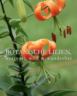 Botanische Lilien
wertvoll, wild & wunderbar
Blüten wilder bzw. botanischer Lilien haben nach unten nickende, weit nach hinten gebogenen Blütenblätter, die an einen Turban erinnern.
+ Besonderheit: Botanische Lilien sind keine Züchtungen, sondern die Ursprungsform der Gattung Lilie. Sie wurden von Mutter Natur so erschaffen.
+ Königs-, Korallen-, Tiger-, Mandarin-Lilie, Feuer- oder Türkenbund sind Juwelen im naturnahen Garten.
+ Standort: sonnig bis halbschattig. Füße im Schatten, Blüten in der Sonne.
+ Boden: nährstoffreich, guter Gartenboden, durchlässig, frisch, aber ohne Staunässe
+ Pflanzzeit: März / April oder im Herbst.
+ Pflanztiefe: Botanische Lilien können sehr hoch werden, daher spatentief setzen.
+ Hohe Sorten mit dünnen Metallstäben zu stützen ist meiner Erfahrung nach sinnvoll. Gerade am Hang.
+ Düngen bei Austrieb im März mit Kompost oder mineralisch-organischer Dünger. 2. Düngergabe Mitte Juni / zur Blüte.
+ Gießen bei Trockenheit
+ Nach der Blüte verblühten Blütenstand abschneiden, aber den Blütenstiel stehen lassen, bis er von alleine welkt.
+ Bodentief abschneiden im Herbst
+++ Botanische Lilien sind absolut winterhart und insektenfreundlich.
+ Vermehren über Brutzwiebeln, Aussaat, Bulbilben oder abgenommene Schuppenblätter der Mutterzwiebel. Bis daraus blühende Lilien werden, kann es bis zu 5 Jahre dauern.
+ Tochterzwiebeln entstehen von ganz alleine und vergrößern auch den "Tuff".
+ Es lohnt sich, Botanische Lilien bei Züchtern vorzubestellen. Begehrte Sorten sind schnell ausverkauft.
Im Blog: Botanische Lilien, Pflanzen, pflegen, Pflanzpartner
https://www.wo-blumenbilder-wachsen.de/botanische-lilien-wilde-lilien/
Kurzlink: https://www.insbeet.de/Wilde_Lilien
#lilien #lilium #gartentipps #naturgarten #pflanzenwelt #anzucht #gartengestaltung #ziergarten #staudengarten #pflanzentipps #grünerdaumen #pflanzenliebe #blumenmachenglücklich #gartenwissen #blüten #blumenliebe #gartenblogger #lebenmitblumen #blumengarten #gartenpflanzen #wirliebenpflanzen #gartenblog #lumixphotography